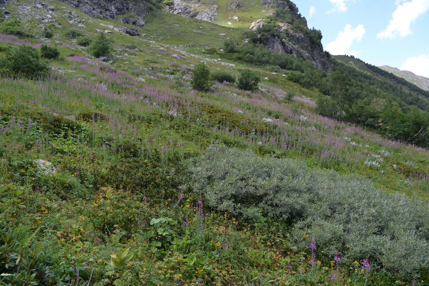 DSC_0788.JPG