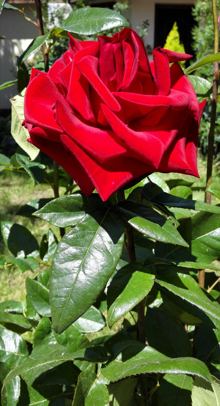 IMG_20150608_221556.jpg