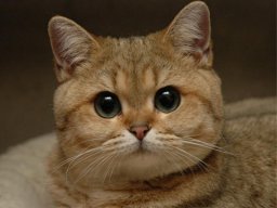 Bonbon